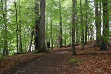 Konsultacje społeczne – lasy o szczególnych walorach przyrodniczych oraz powierzchnie referencyjne.