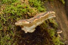 Smoluchy (Ischnoderma sp.) - grzybowe rzadkości w Kudypskich Lasach