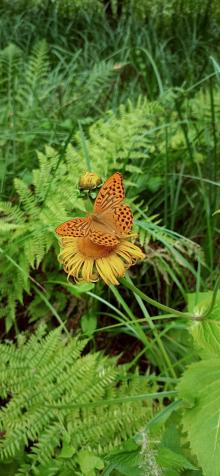 Motyle zawitały do Arboretum – kolorowy spektakl natury