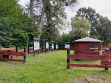 Odnowienie zielonej klasy w leśnictwie Chmury