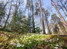 Świąteczny spacer po Arboretum?